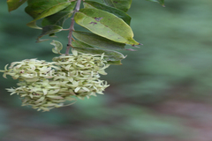 Calycopteris floribunda